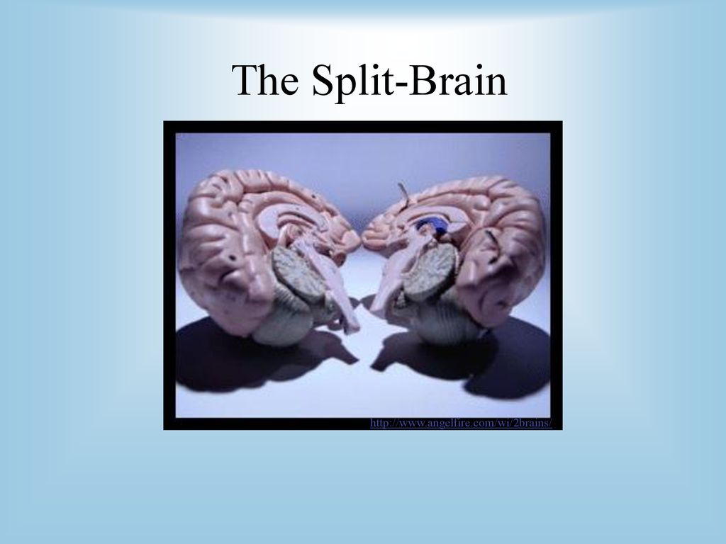 Split brain. Split my Brains. У каких существ второй мозг.