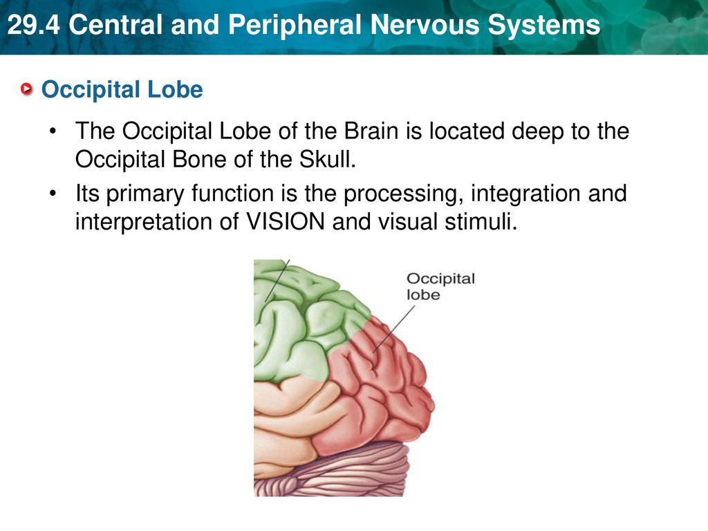 KEY CONCEPT The central nervous system interprets information, and the ... Biology Diagrams