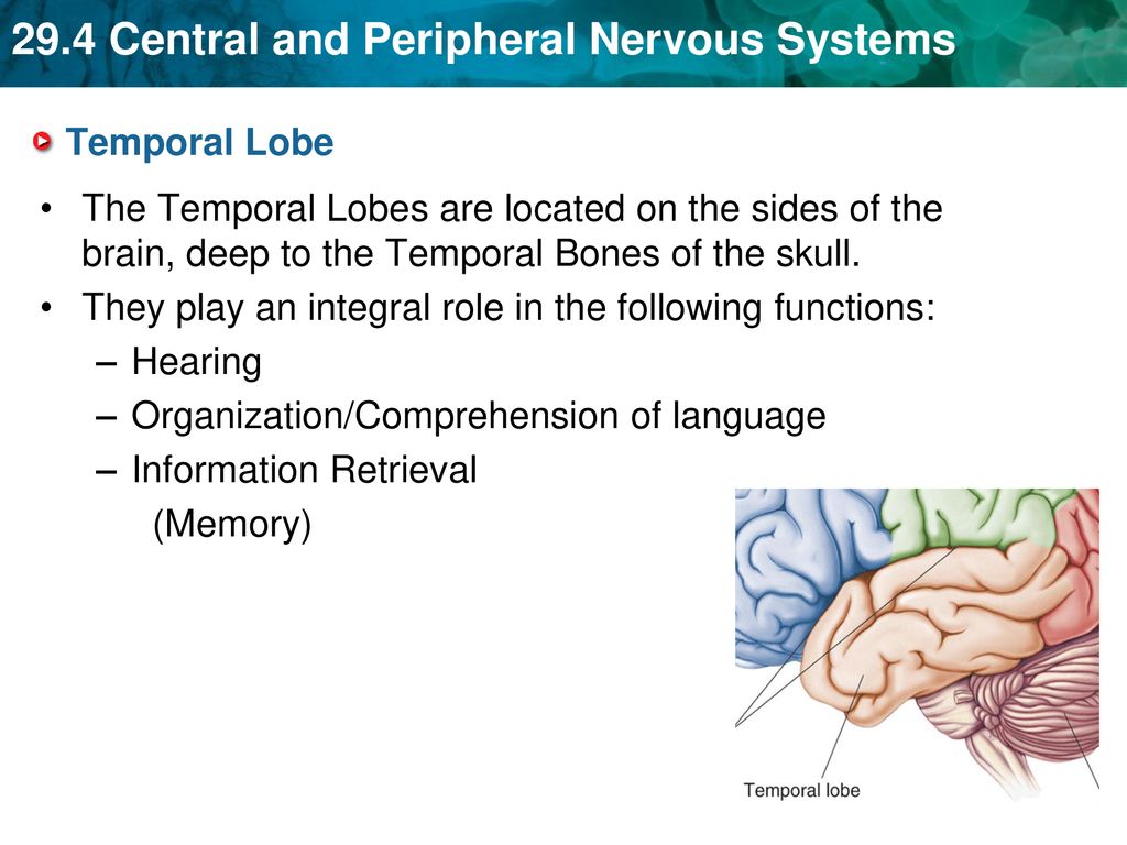 KEY CONCEPT The central nervous system interprets information, and the ... Biology Diagrams