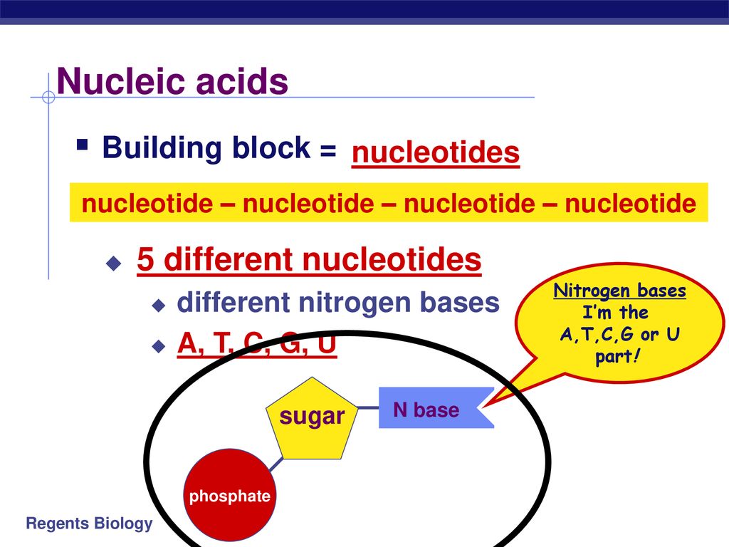 Information molecules - ppt download