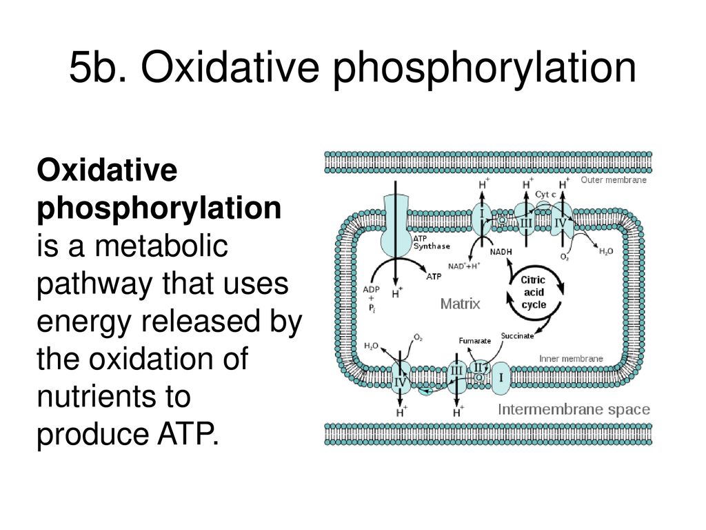 Biochemical Reactions that Make and Break Molecules - ppt download