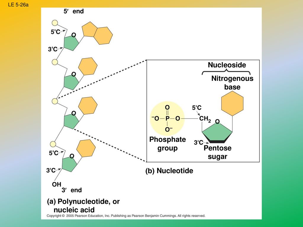 Macromolecules AP Biology ppt download