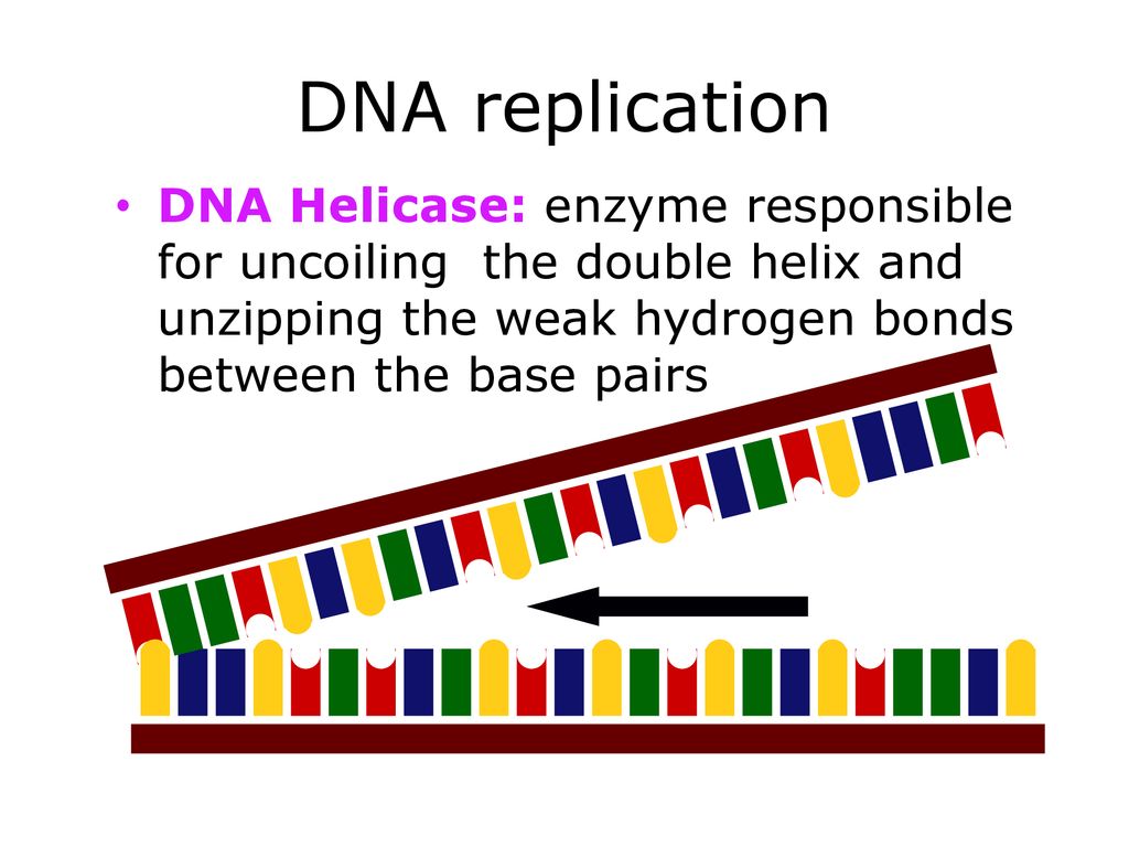 What is DNA? Although the environment influences how an organism
