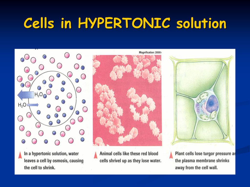 CELLULAR TRANSPORT. - ppt download