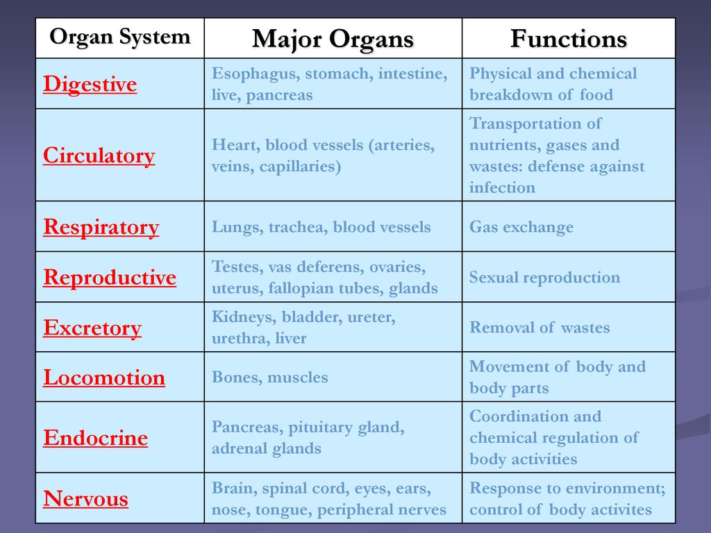 Unit 3 – Animal Anatomy & Physiology - ppt download