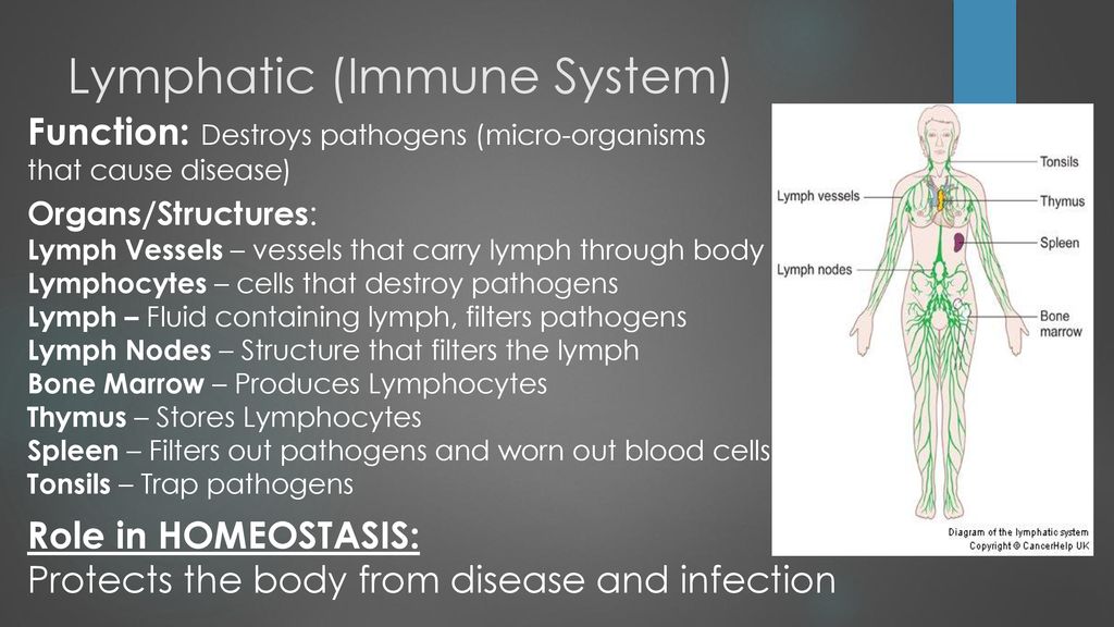 Organ Systems. ppt download