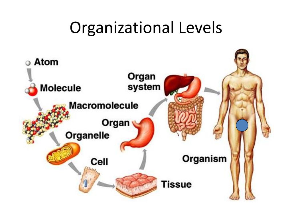 Tissues and organs