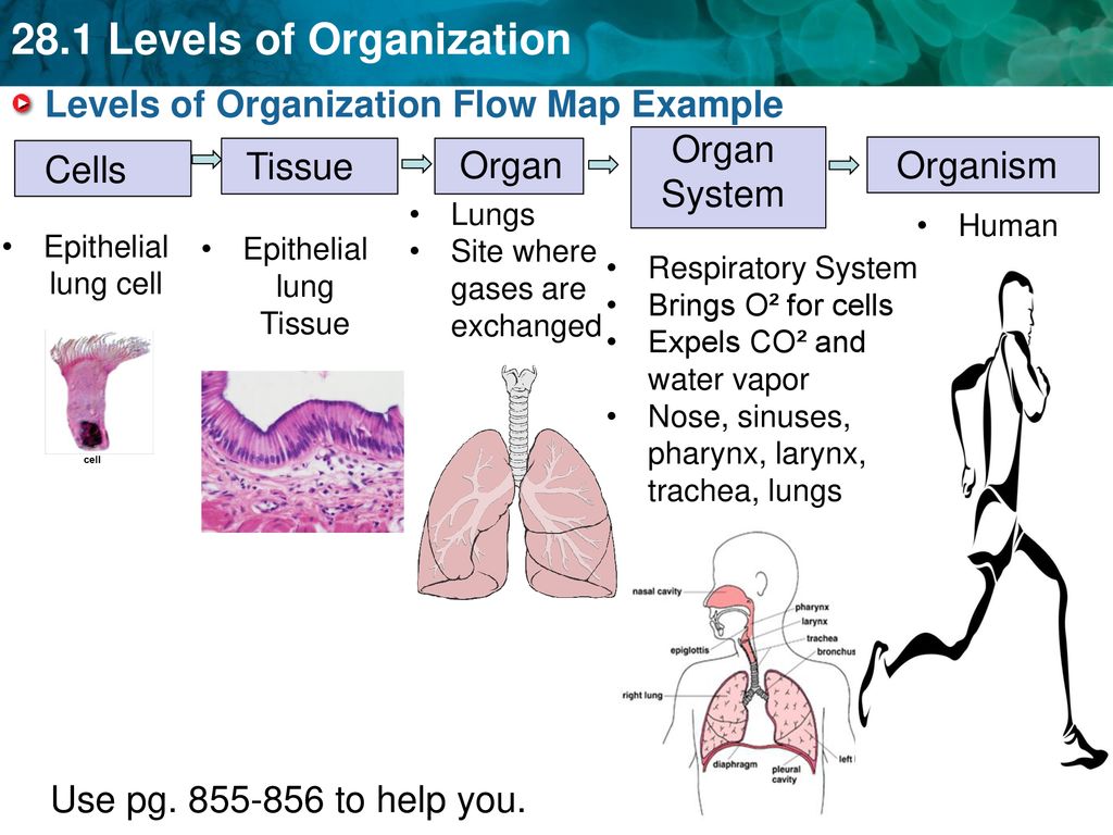 wallpapers Organ System Level Of Organization Example 28 1 levels of organization ppt download