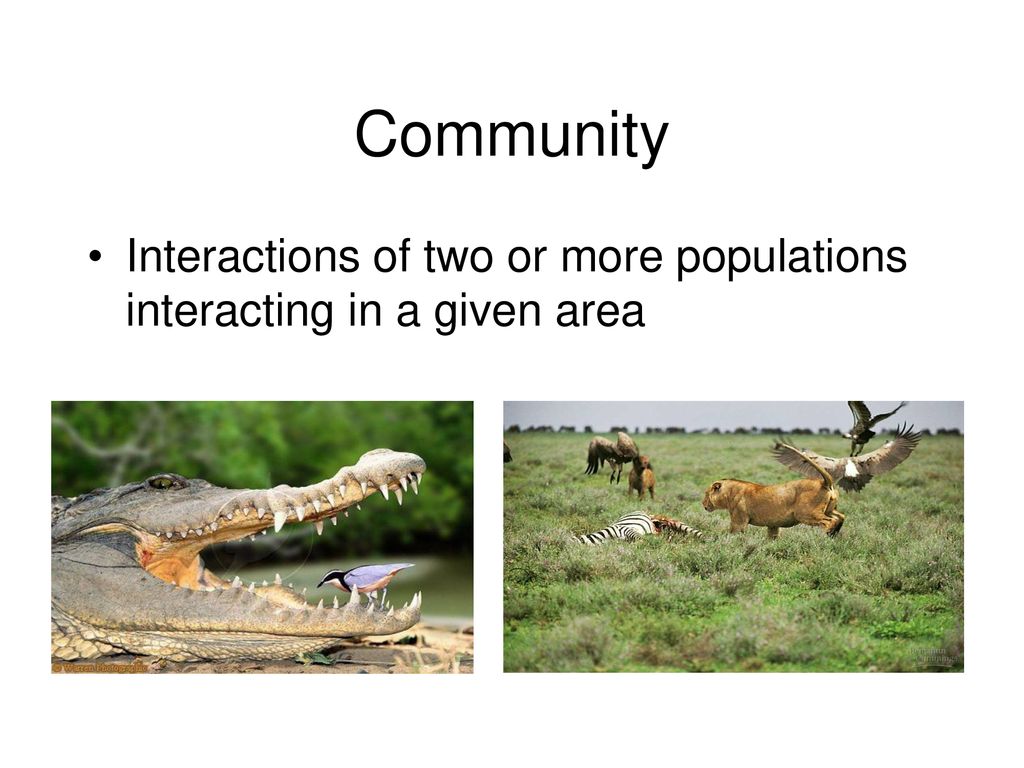 Community Interactions of two or more populations interacting in a given area