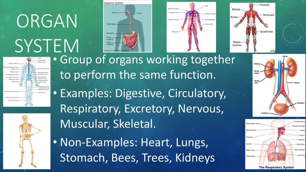 Organ System Group of organs working together to perform the same function.