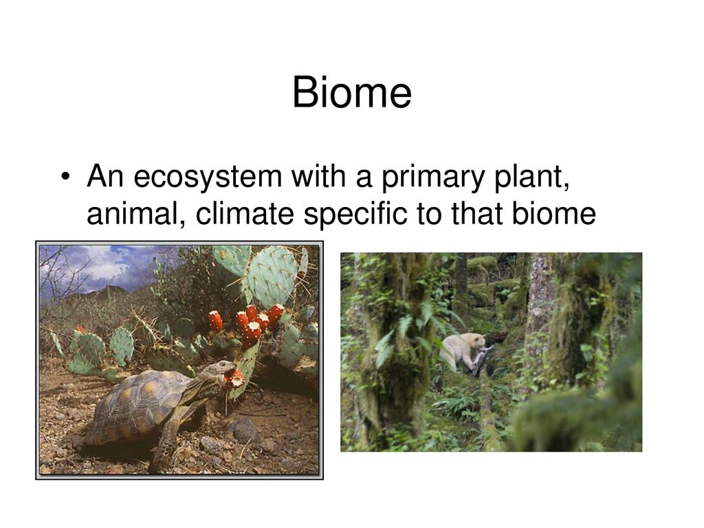 Biome An ecosystem with a primary plant, animal, climate specific to that biome