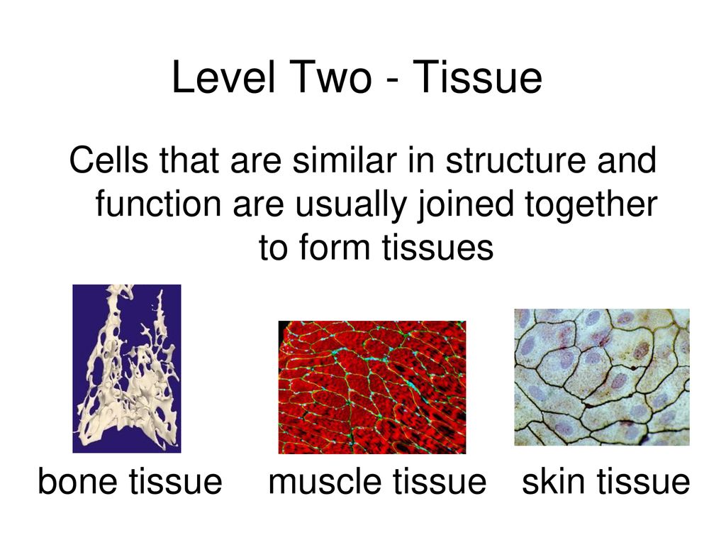 Level Two - Tissue Cells that are similar in structure and function are usually joined together to form tissues.