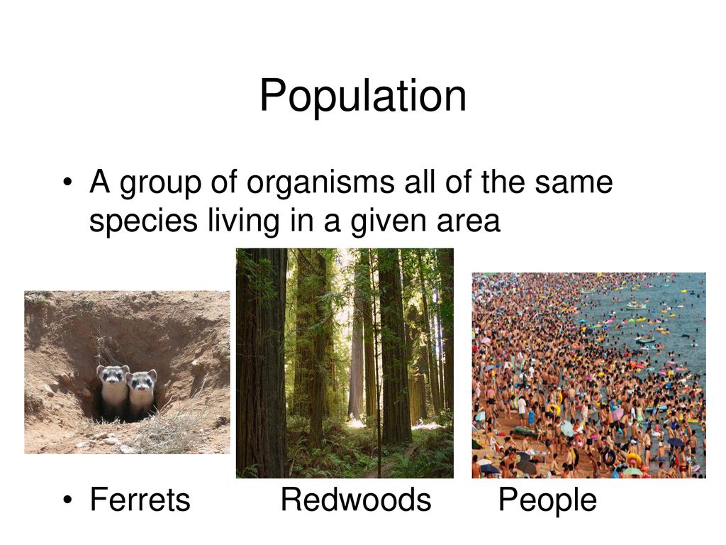 Population A group of organisms all of the same species living in a given area.