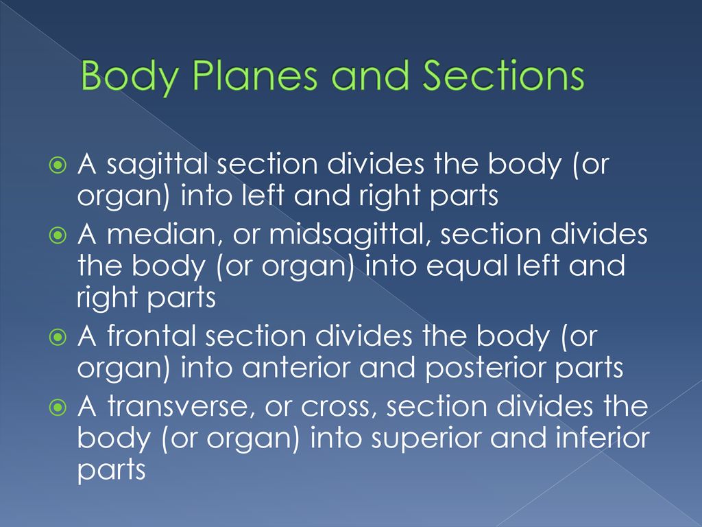 The Human Body: An Orientation - ppt download