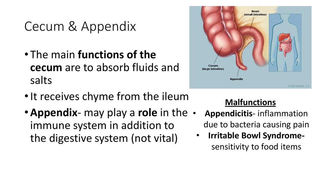 Science Starter How many organs are there in the digestive system ...
