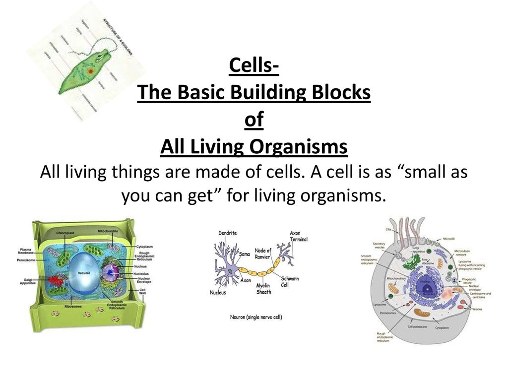 Cells and Homeostasis. ppt download