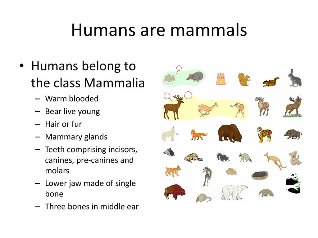 EL: To summarise the evolution of humans - ppt download