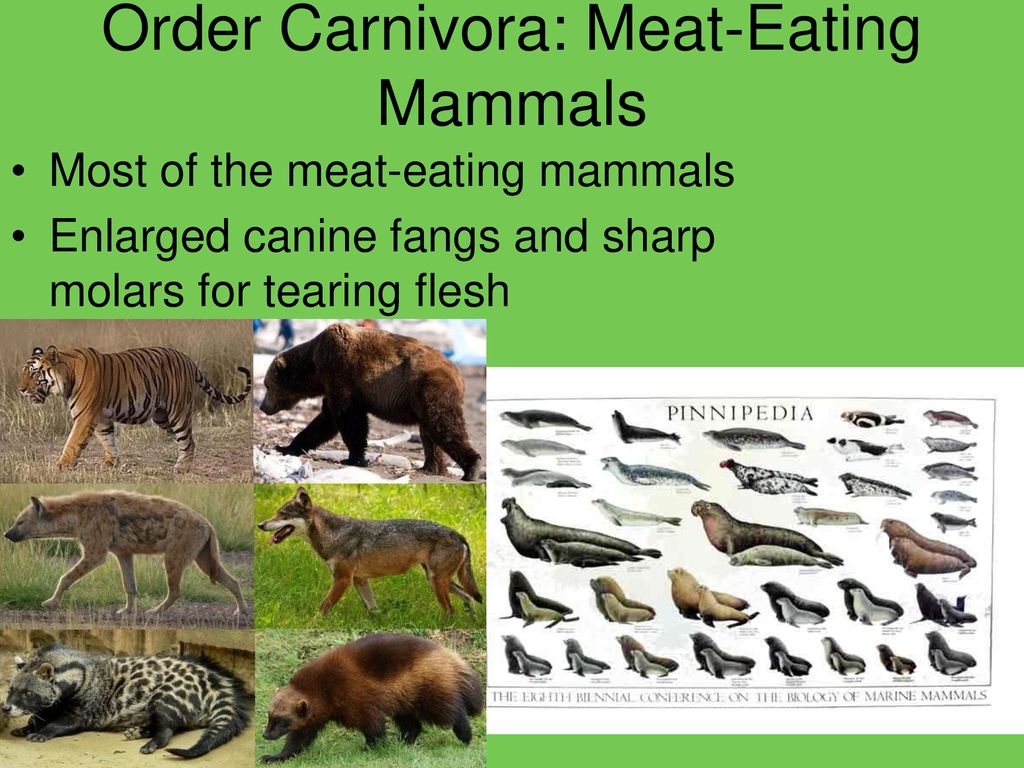 meat eating mammals