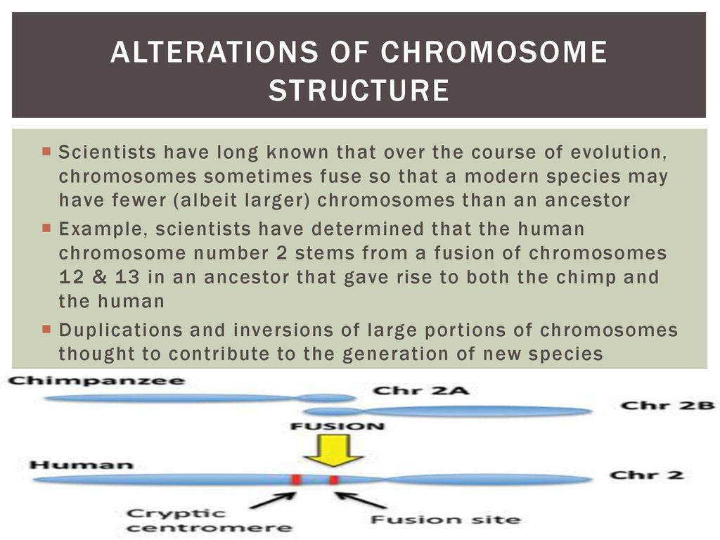 Genomes & Their Evolution - ppt download