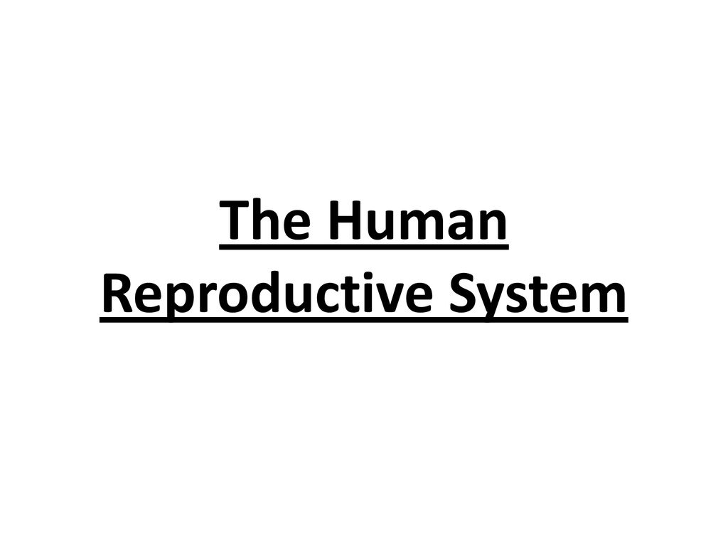 The Human Reproductive System - ppt download