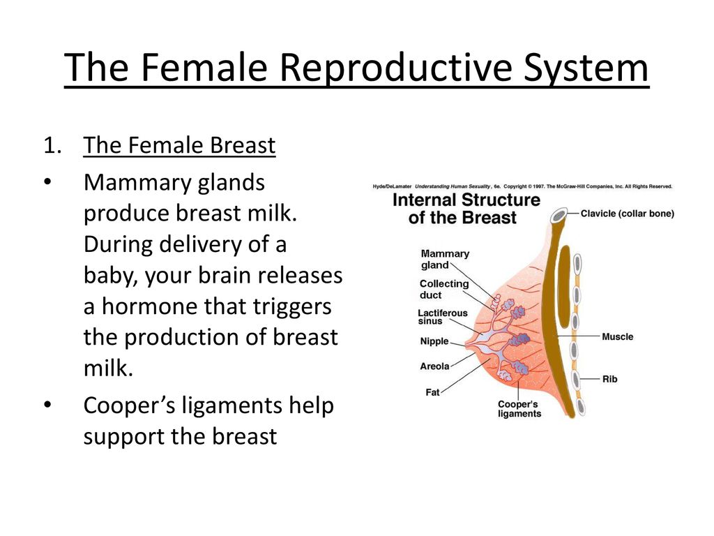 The Human Reproductive System - ppt download