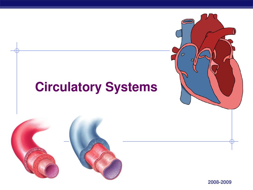 Circulatory Systems Take a look at a skeleton and see how well a heart is protected — open heart surgery takes breaking a body to get to the heart.