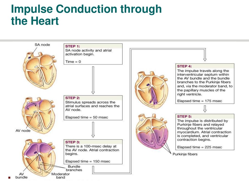Fast Response Action Potential Of Contractile Cardiac Muscle Cell Ppt Download Fast Response Action Potential Of Contractile Cardiac Muscle Cell Ppt Download