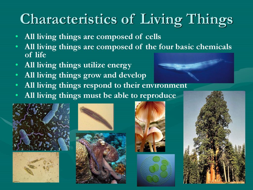 Chapter 7 Part 1 Living Things - Ppt Download