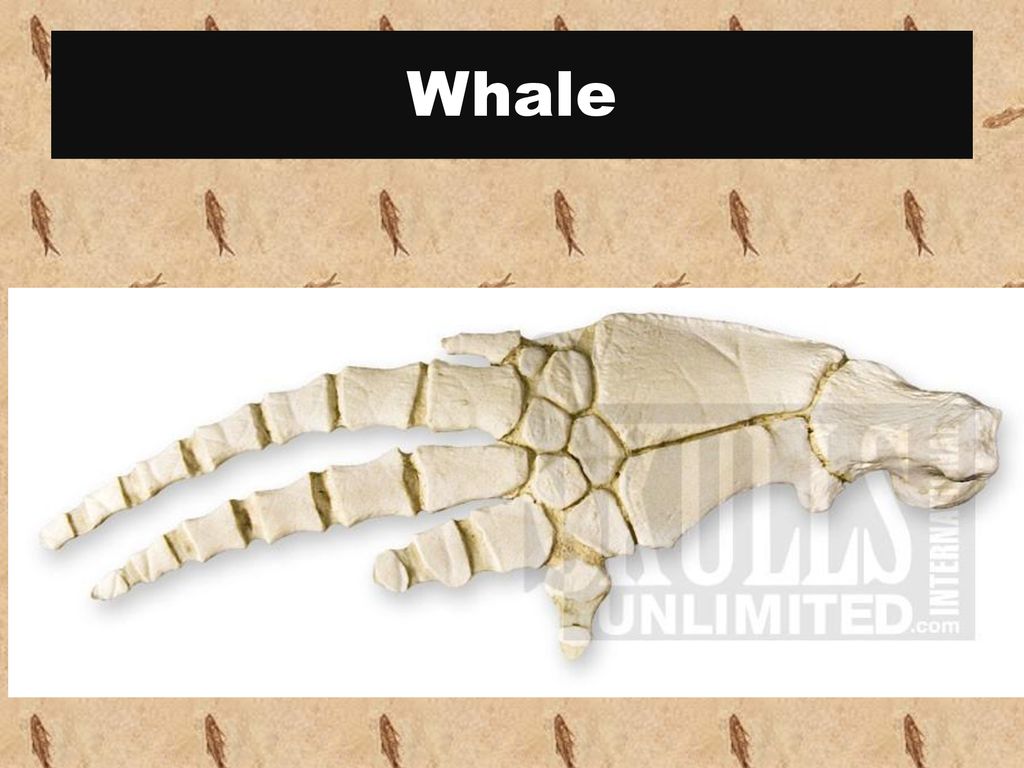 Title: Structure and function of Vertebrate Forelimbs - ppt download