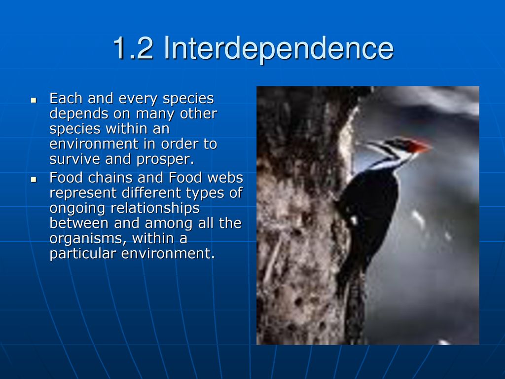 1 2 Interdependence Each And Every Species Depends On Many Other Species Within An Environment In Order To Survive And Prosper Food Chains And Food Webs Ppt Download