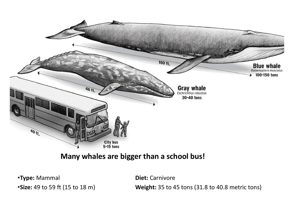 Сколько кит размер. Голубой кит Размеры и вес. Синий кит длина. Синий кит в сравнении с человеком. Голубой кит Размеры.