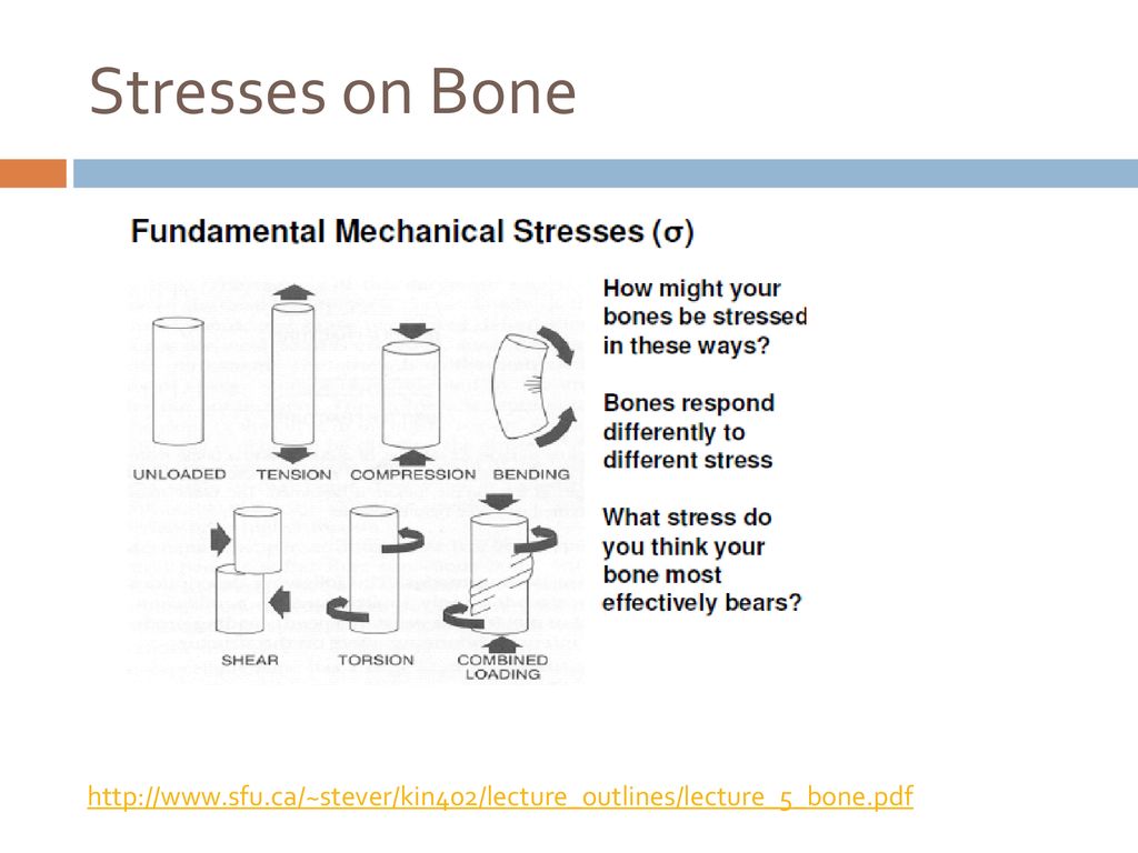 Stresses on Bone