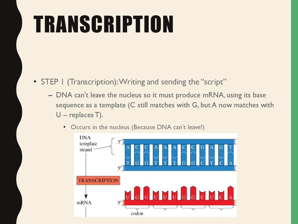 Protein synthesis. - ppt download
