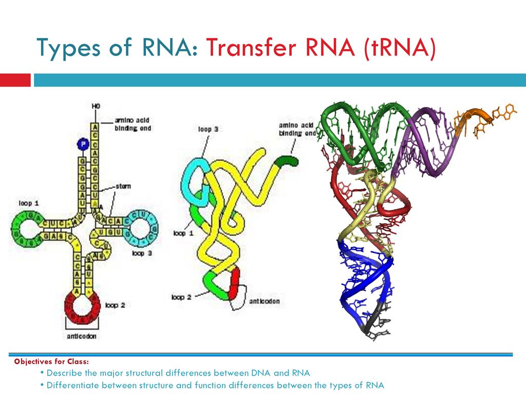 Вторичная рнк. Вторичная структура ТРНК представляет собой. Строение вторичной структуры ТРНК. Первичная и вторичная структура ТРНК. Вторичная структура РНК.