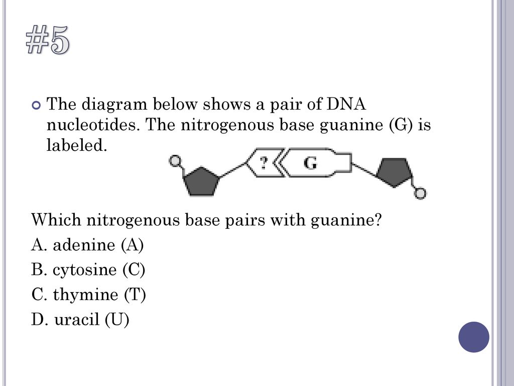 The Nitrogen Base Pairs In The Dna Molecule Are Quizlet