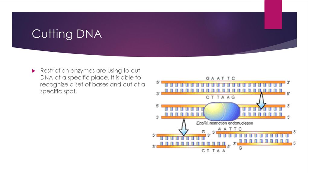 Cutting DNA Restriction enzymes are using to cut DNA at a specific place.