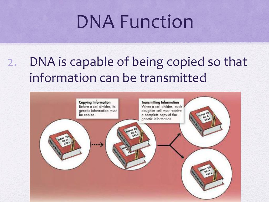 Dna module b bio b ppt download