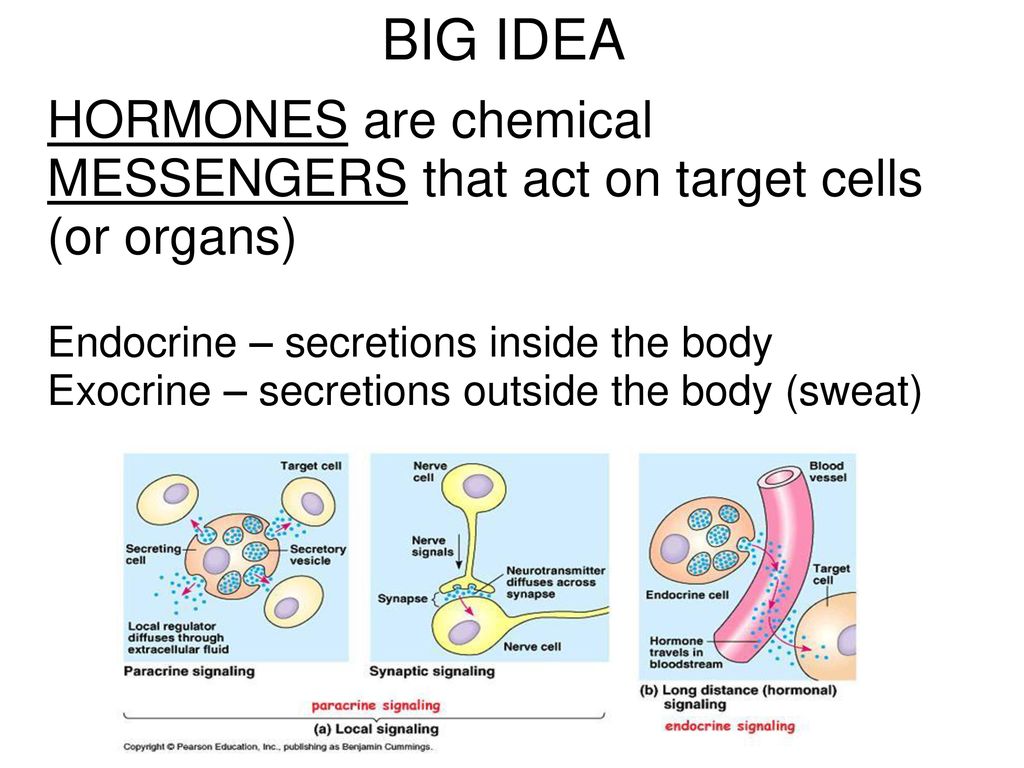The Endocrine System. Biology Diagrams