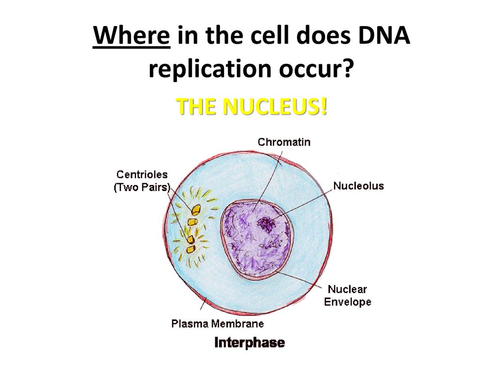 Where In The Cell Does Dna Replication Occur