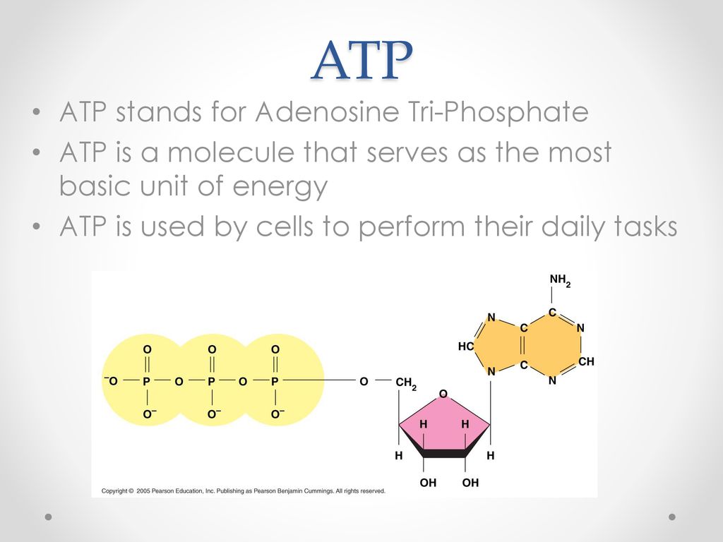 cellular-respiration-harvesting-chemical-energy-ppt-download