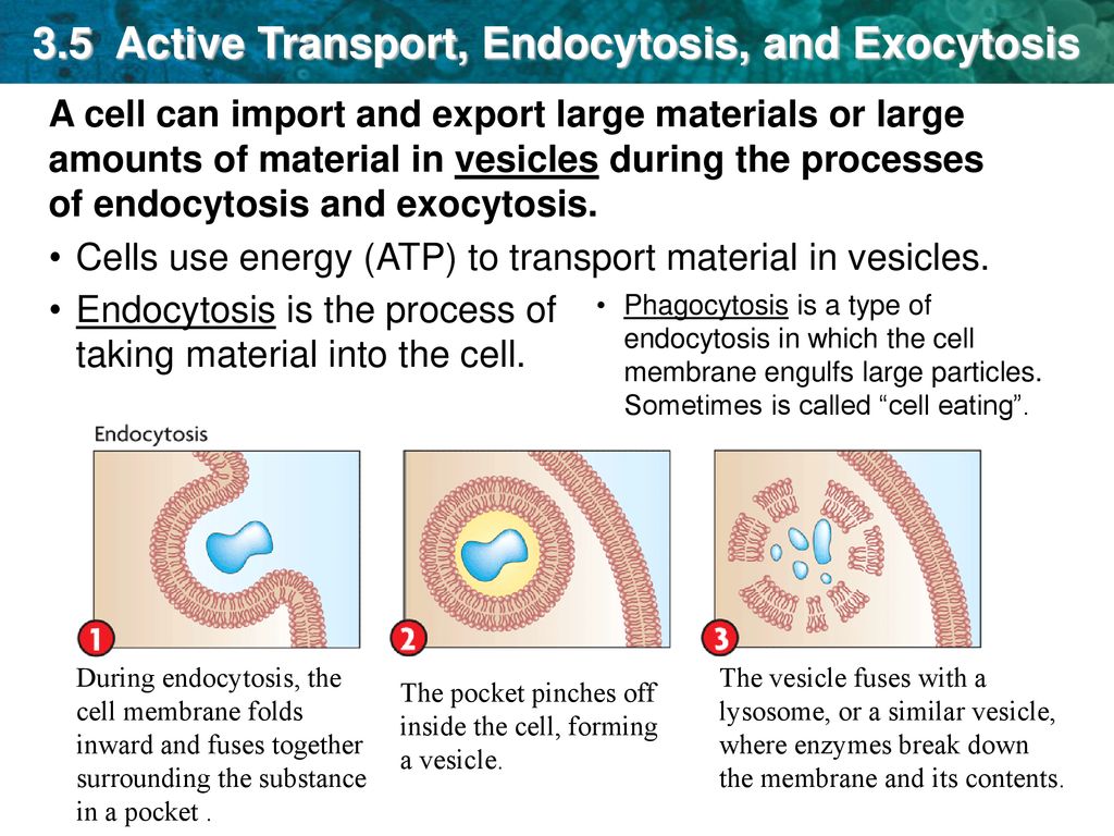 3 5 Active Transport Endocytosis And Exocytosis Ppt Download 3 5 Active Transport Endocytosis And Exocytosis Ppt Download