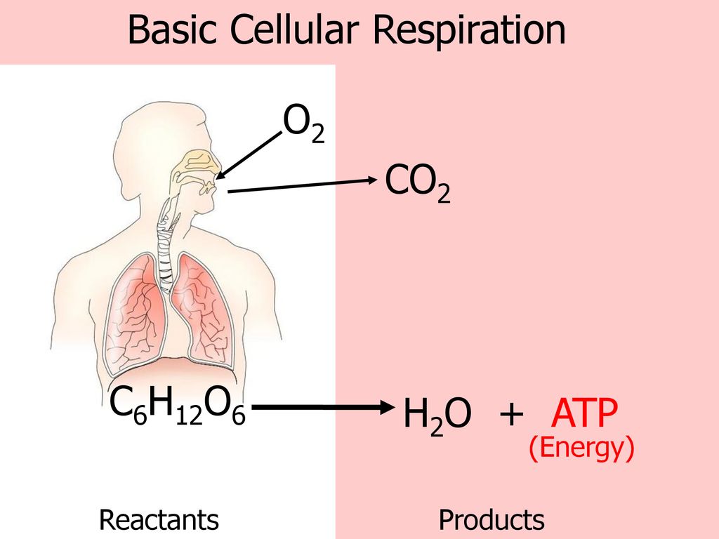 Basic Cellular Respiration