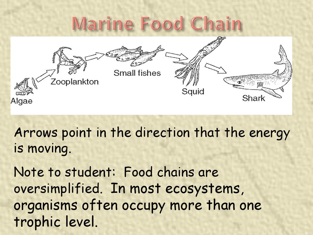LECTURE #2 How Ecosystems work Biology Diagrams