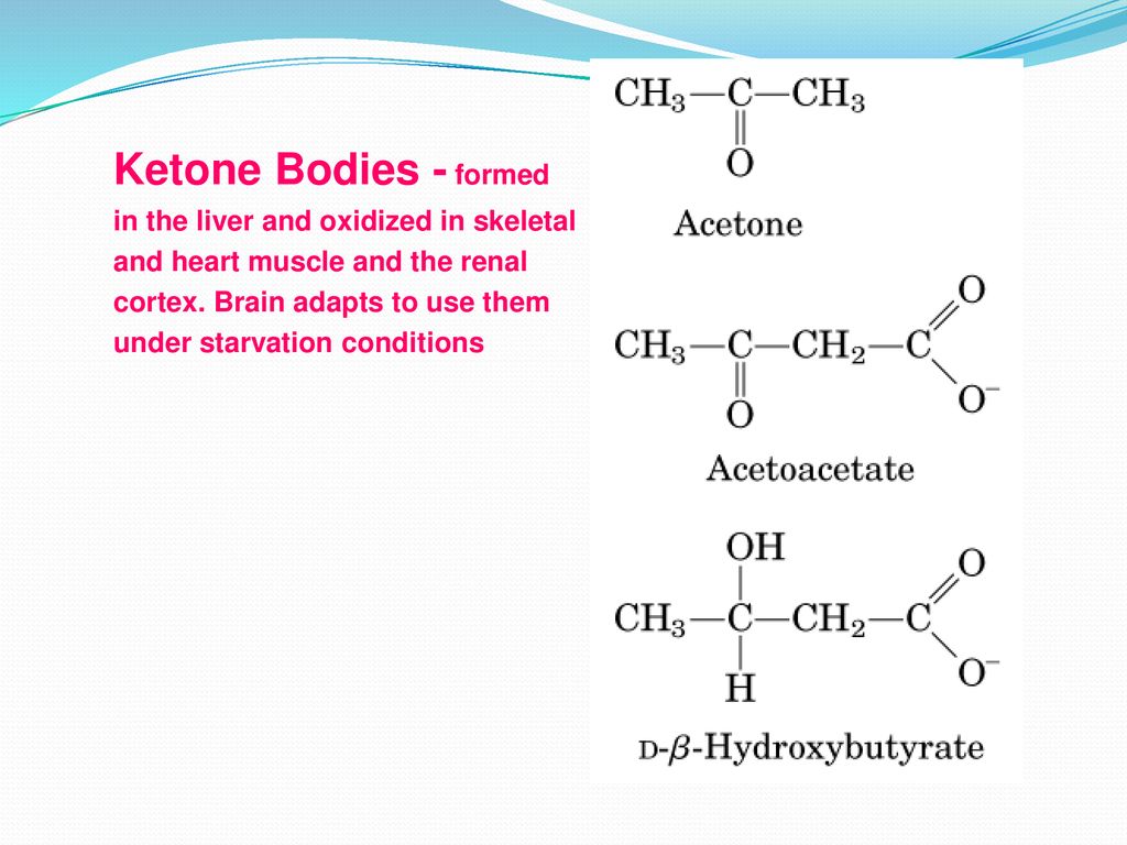 Ketone Bodies - formed in the liver and oxidized in skeletal and heart muscle and the renal cortex.