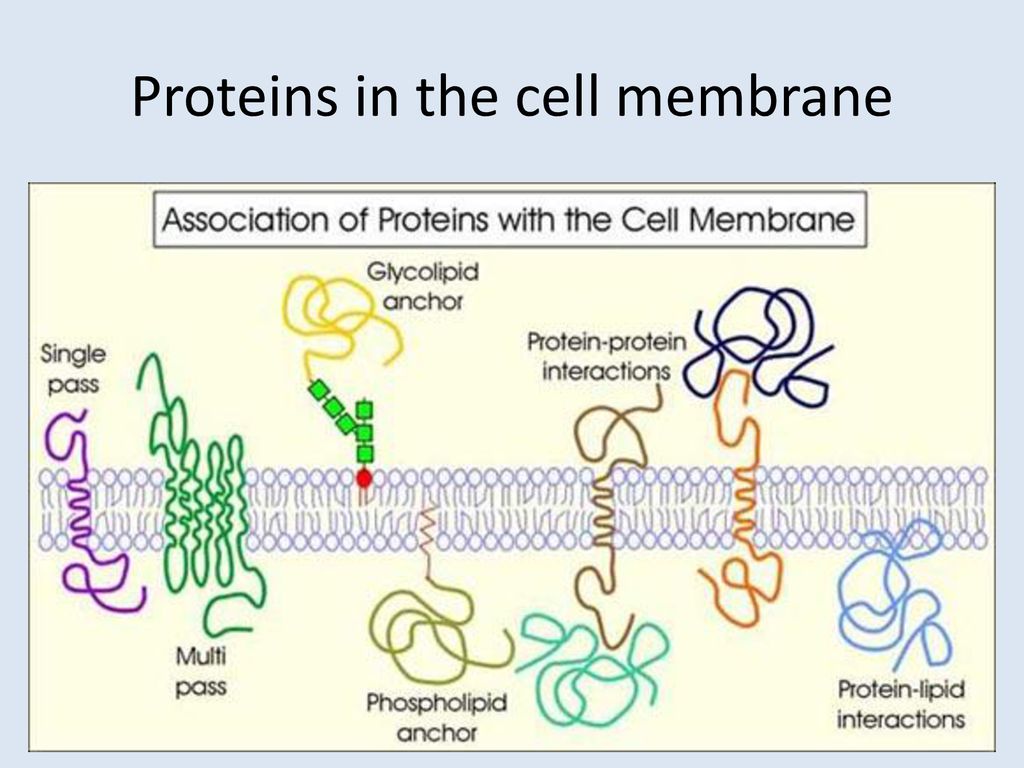 Белково белковые взаимодействия. Липид-белковые и белок-белковые взаимодействия в мембранах.. Белок белковые взаимодействия в мембранах. Белок липидные взаимодействия в мембранах. Липид белковые взаимодействия.