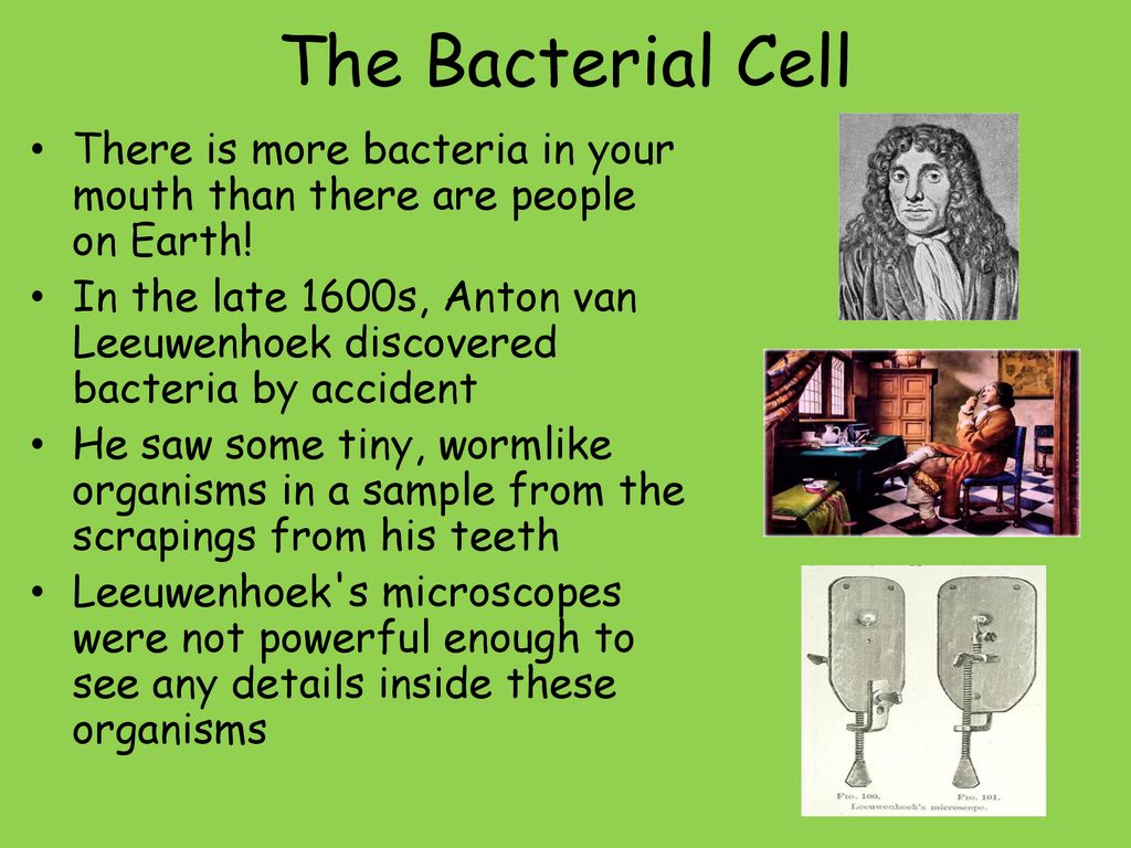 Section 1 Viruses Key Targets Ppt Download section-1-viruses-key-targets-ppt-download
