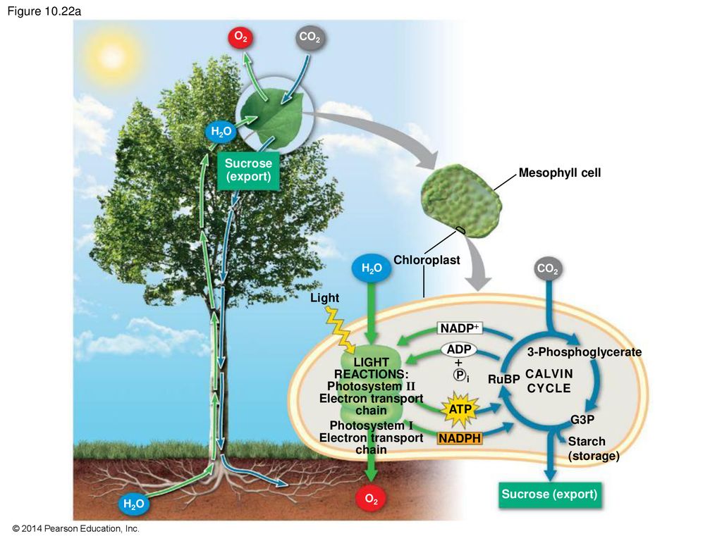 Cellular Respiration and Fermentation - ppt download