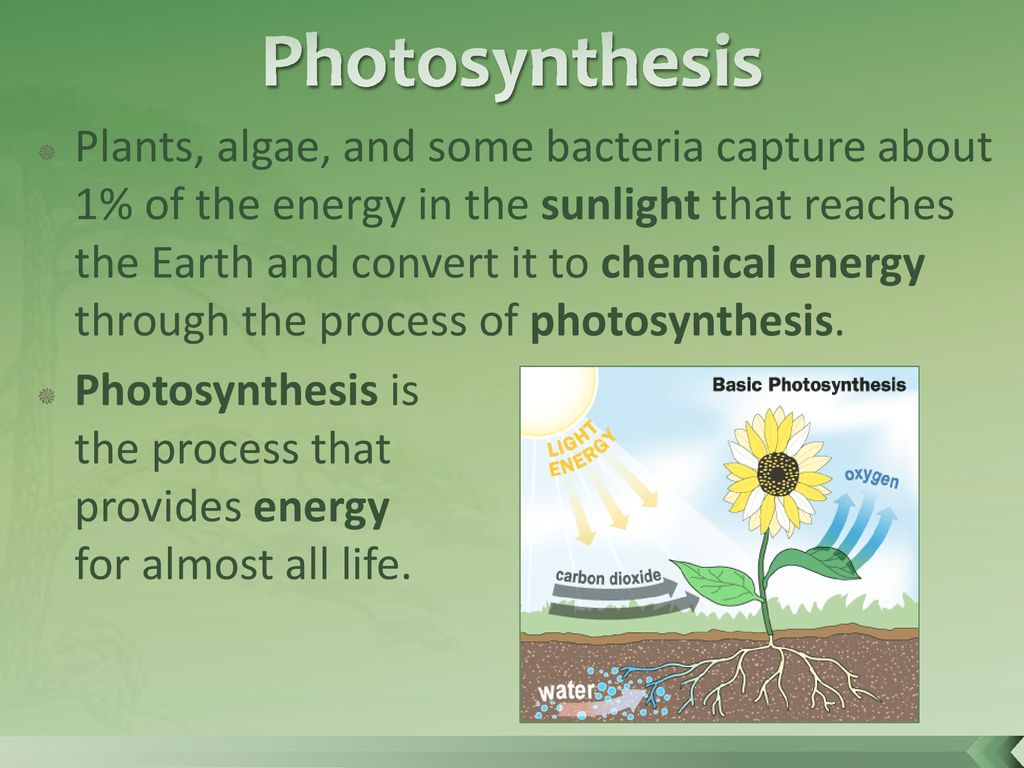 Photosynthesis and Cellular Respiration - ppt download