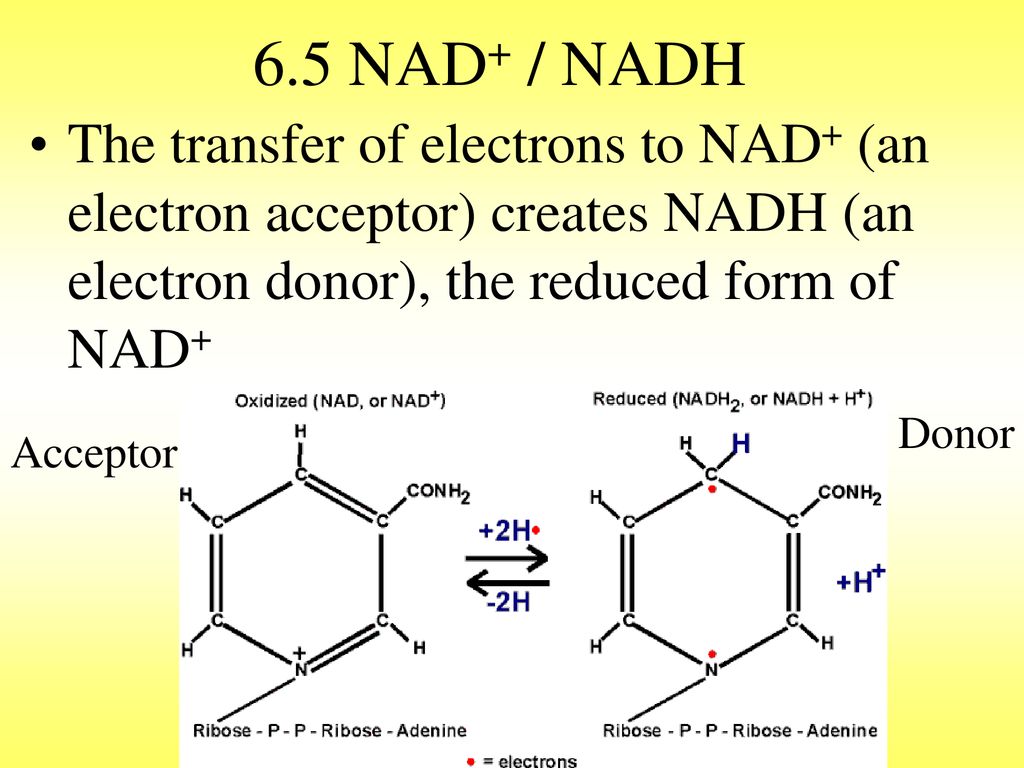6.5 NAD+ / NADH The transfer of electrons to NAD+ (an electron acceptor) creates NADH (an electron donor), the reduced form of NAD+