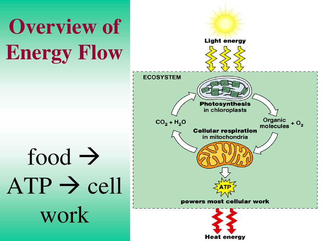 Overview of Energy Flow food  ATP  cell work